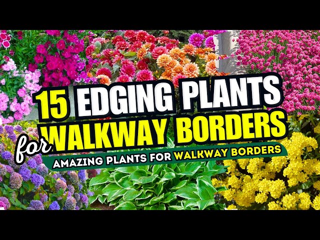 😱 Top 15 AMAZING Edging Plants for Borders! 😍 SECRET to Stunning Walkways! 👀