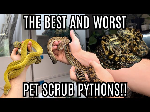 What Are The BEST And WORST Scrub Pythons For Pets??