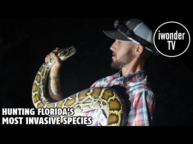The Burmese Python Problem In The Florida Everglades And Iguana Problem In South Florida