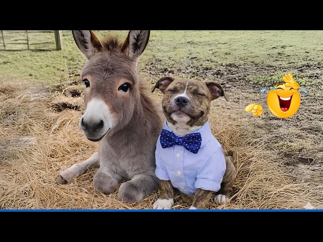🤣 Impossible Not To Laugh | Cutest & Funniest Animals 2026!
