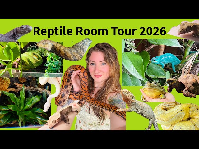 Reptile Room/House Tour 2026