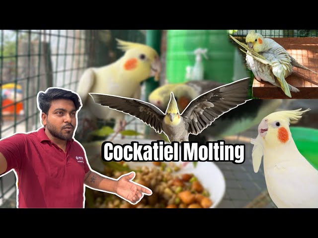 Why is My Cockatiel Losing Feathers? All About Cockatiel birds Molting |