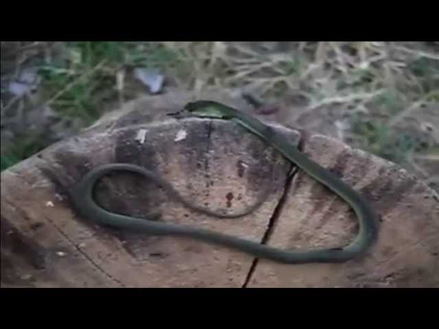ants eat snake