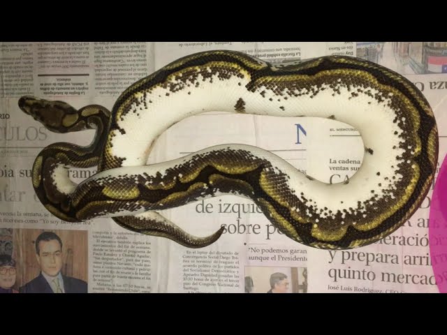 pitón bola fase spider sugar high white (python regius) nacida en www.constrictorchile.cl