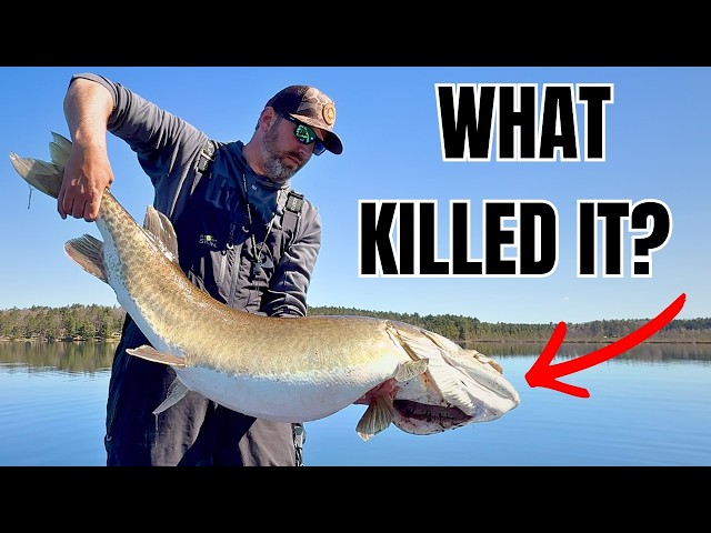 I Found a HUGE Dead Muskie…What Happened To This Fish?