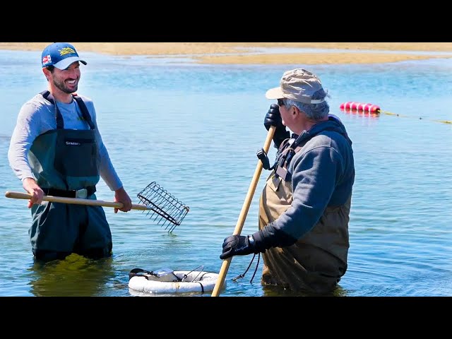 How to Catch Clams (Quahogs) on Cape Cod