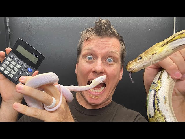 LIVE - SD Percentages, Nose Rubs, & More SD Cows?