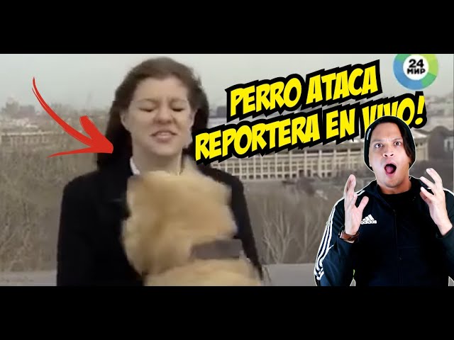 Perro Ataca a Reportera EN VIVO!!!