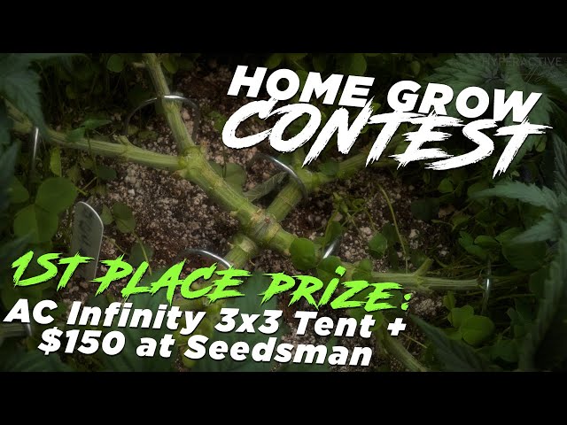 Hyperactive Highs 2024 Home Grow Training Contest