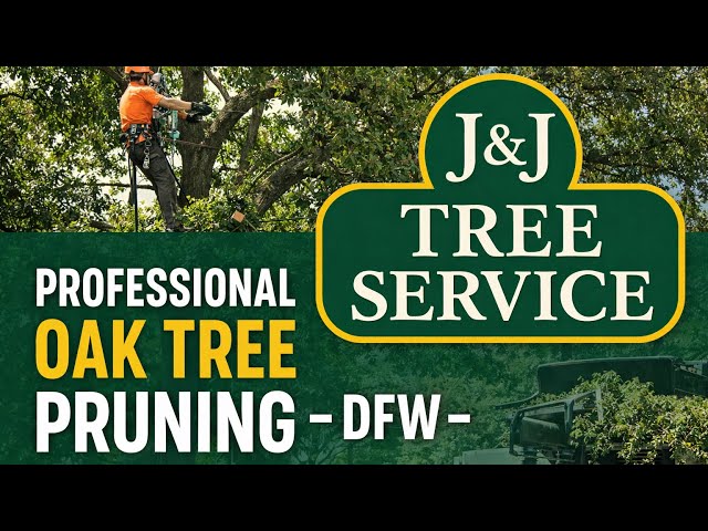 Mature Oak Tree Pruning in DFW | J&J Professional Tree Service