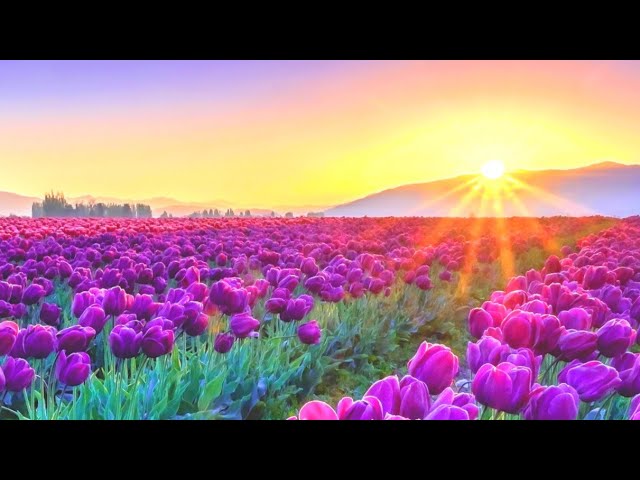 Relaxing Music for Stress Relief. Beautiful Music for Meditation, Healing Therapy, Sleep, Yoga