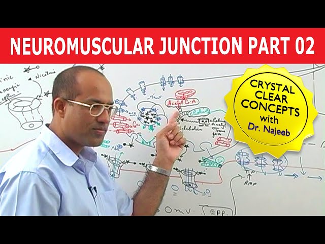 Neuromuscular Junction | Dr Najeeb | Part 2/2