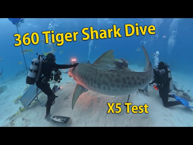 Tiger Shark from the Diver's perspective! X5 360 camera in an invisible housing! #shark #sharks