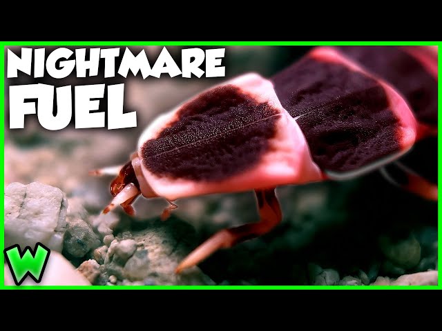 These are the Most POISONOUS Insects in the US