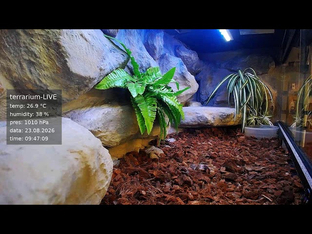 terrarium-LIVE 🔴 23/08/2026 🐍 Ball Python Regius Snake