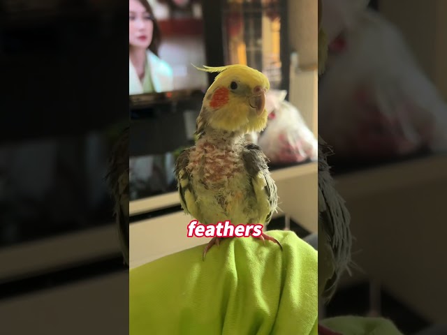 Can you believe it. Parrots actually have therapists for heartbreak.#parrot #shorts #animals