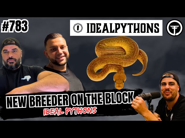 Working The Sunset Ball Python Morph In 2026 | New Breeder On The Block Ep.783 (Live)