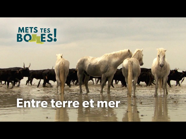 Camargue : Le royaume des chevaux libres