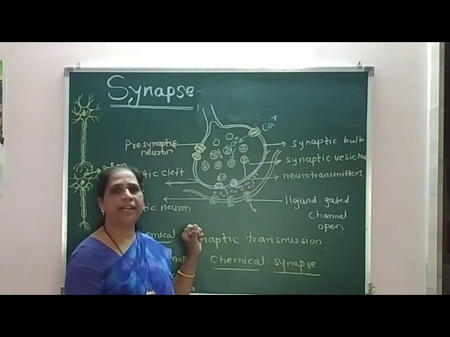Synapse and synaptic transmission | EXPLAINED