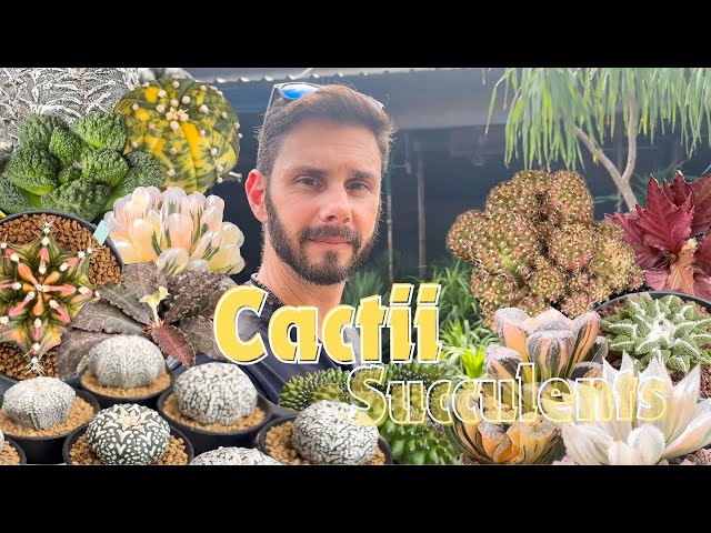 Thousands of GORGEOUS Cactii Succulents Explored in Great Details! Rare Trendy Mutated Variegated!