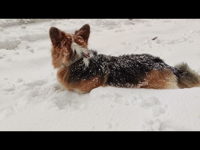 Fluffy corgi in snow storm