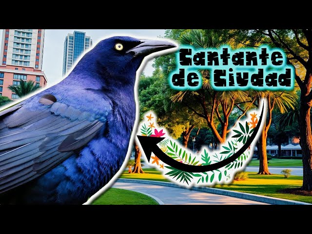 Zanate Mexicano | Documental de Animales