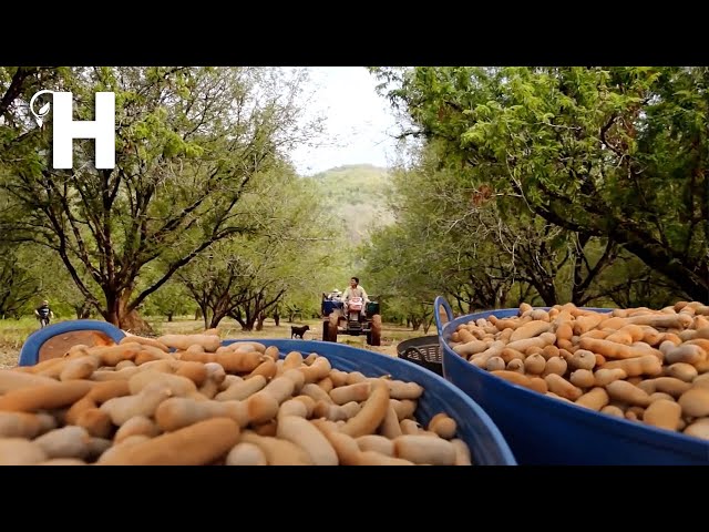 Excellent Thai Tamarind Cultivation Technology – Sweet Tamarind Farm & Harvest - Tamarind Processing