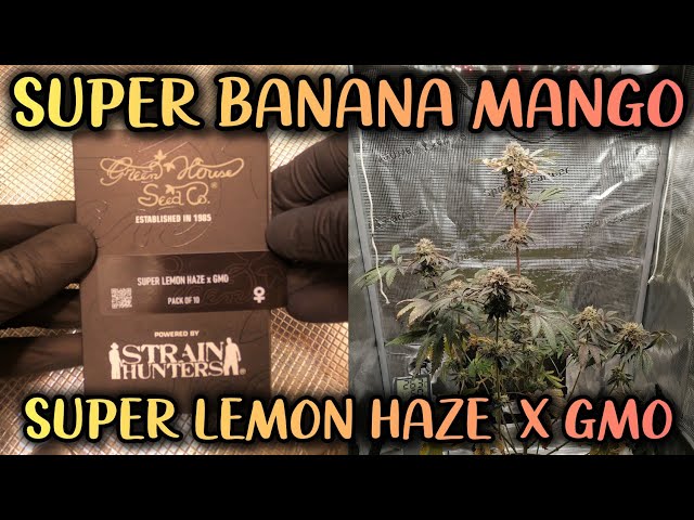 SUPER BANANA MANGO | SAMEN ZUR ERNTE | HOMEGROW | SPIDER FARMER SF1000 | GREENHOUSE CO | 420Lexikon