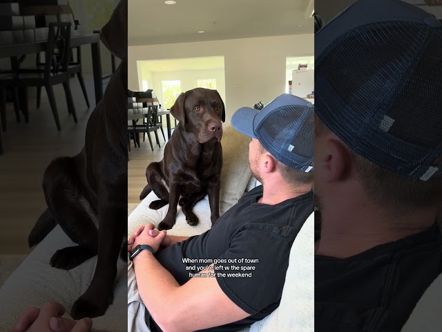 He knows what he wants 🤣 #labrador #retreiver #dog #puppy #labradorretriever