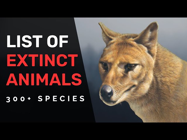 Extinct Animals of the last 500 years (300+ Species)