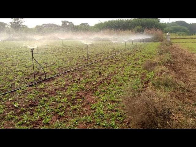 Butterfly Sprinkler irrigation