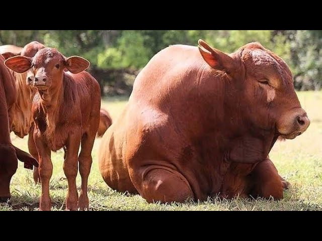 Beefmaster Cattle: Smart Ranching’s Winning Strategy