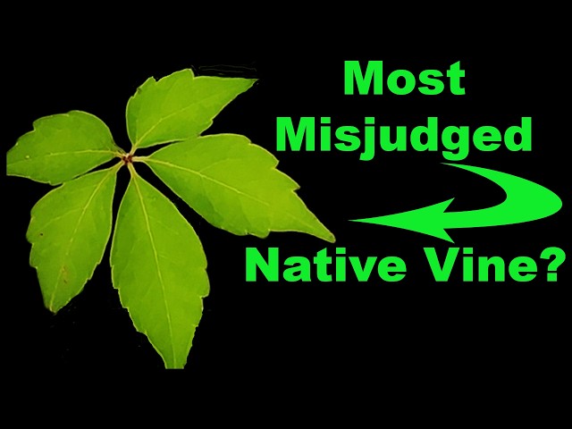 The Truth About Virginia Creeper (It’s Not What You Think)!