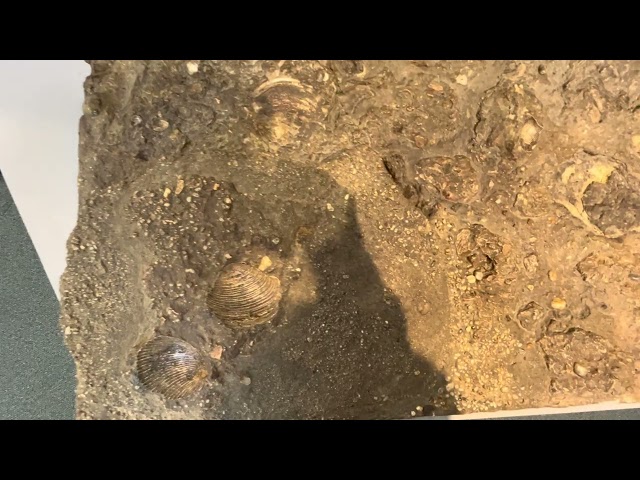 End of semester project final version