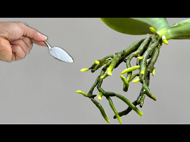 Just one spoonful! A weak orchid immediately sprouts 100% new roots and leaves.