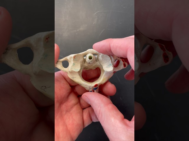 Most Unique Bones in Your Spine #bones #spine