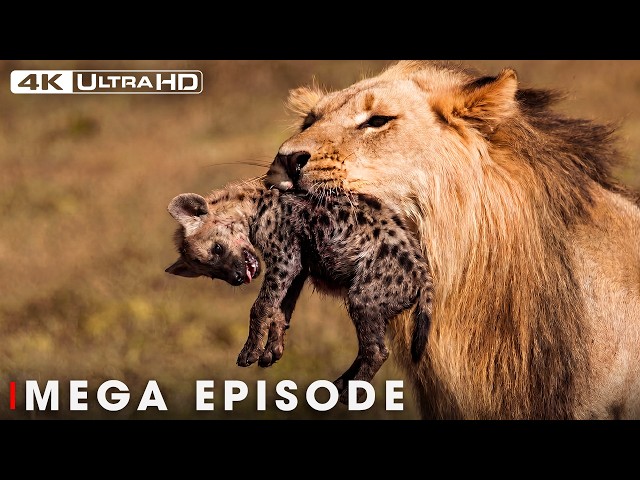 Lion's Deadliest MEGA EPISODE | No Mercy in the Wild | Wildlife Documentary