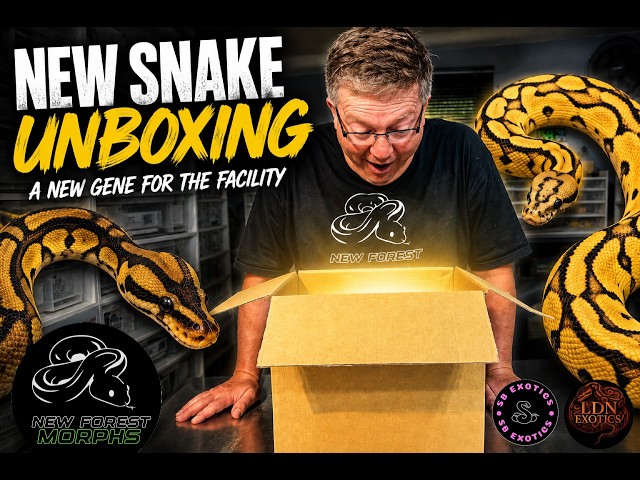 NEW SNAKE UNBOXING, OD BP PUZZLE UPDATE, ENHANCING YOUR COLLECTION WITH AFFORDABLE NEW GENES