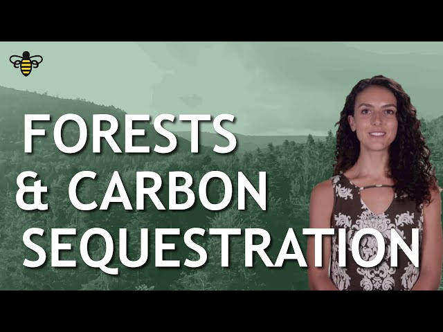 Forests & Carbon Sequestration
