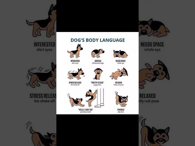 [🐾 Unlocking Dog Body Language Mysteries! 🤔 Crack the Code] #CanineCues  #dog #doglover