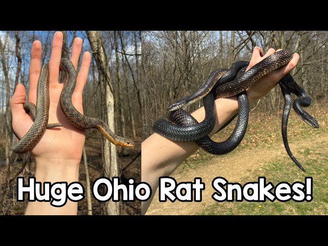 Rat Snakes Are Out! Spring Herping in NE Ohio, April 2026