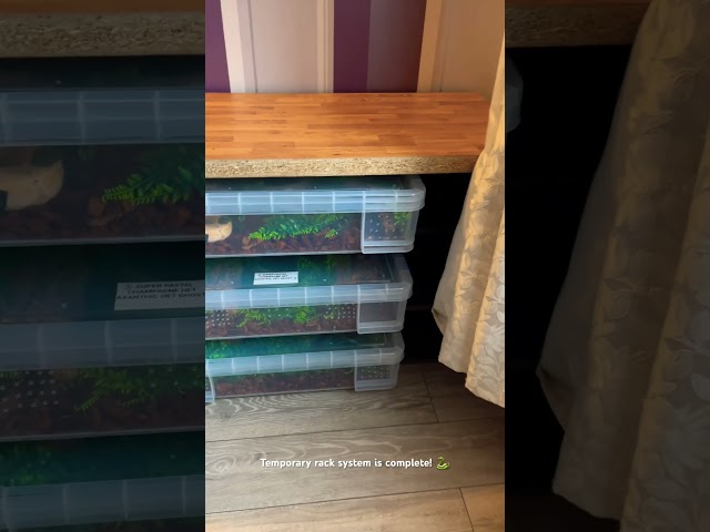 #python #diy #homemade #rack  #snake  #reptiles #ballpython #reptileworld #creative #creativity