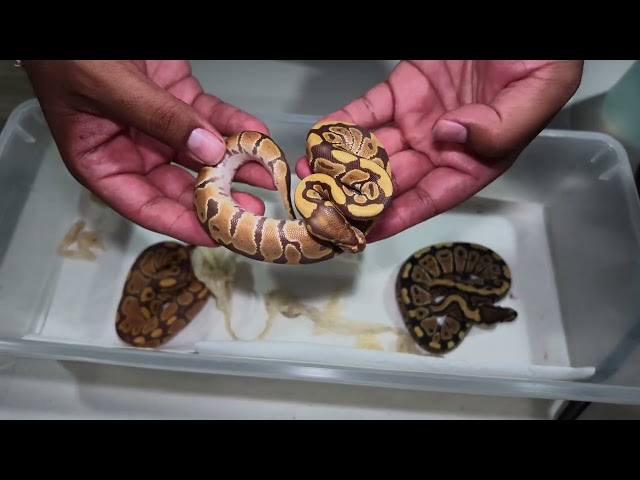 We Got Amazimg ULTRAMEL Ball Pythons!