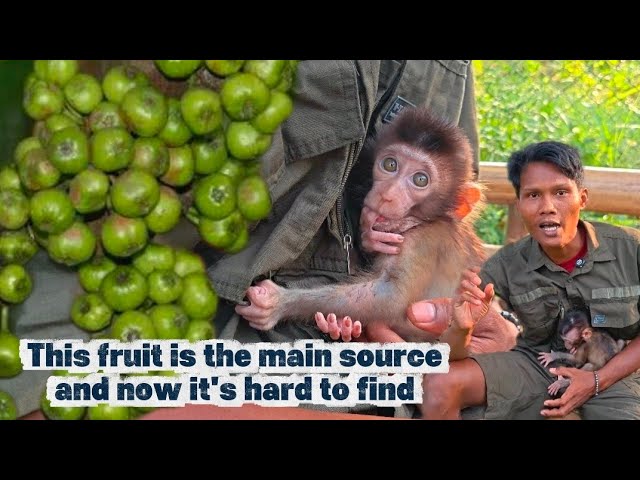 My first video back: Here’s what monkeys really need.