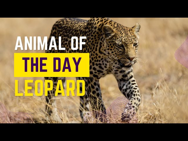 Leopard -- Animal of the Day | Educational Animal Videos for Kids, Homeschoolers, and Teachers