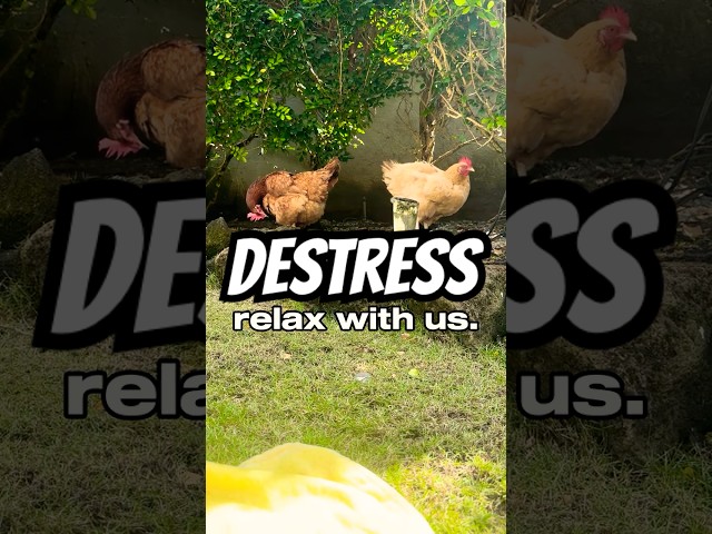 STRESSED OUT?! 🐔💕 Melt your worries away with our chickens