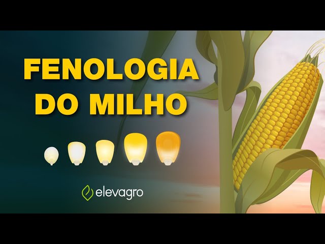 Escala fenológica do milho