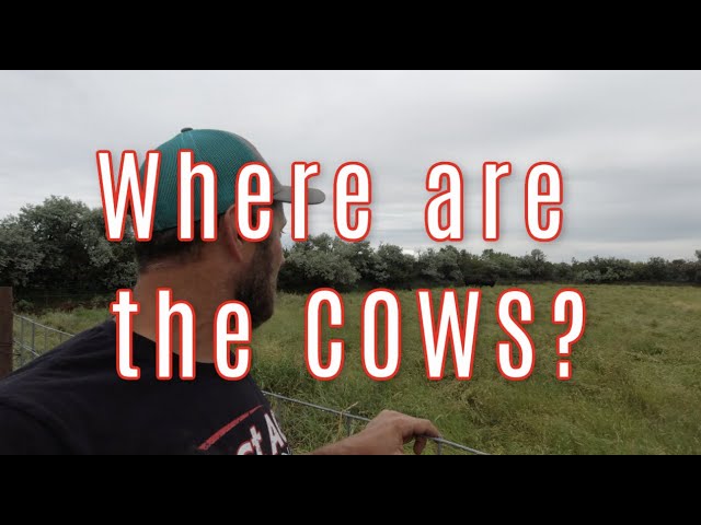 Where are the COWS?