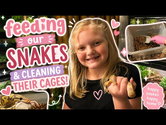Feeding our snakes and spot cleaning their cages