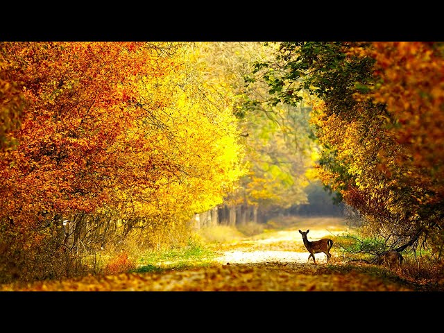 Autumn Wildlife, Beautiful Relaxing Music, Peaceful Soothing Instrumental Music, by Tim Janis